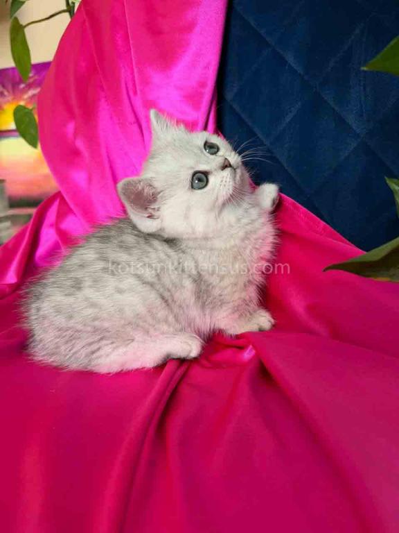 Dream Munchkin Short Legs Silver Shaded Baby Girl photo 2