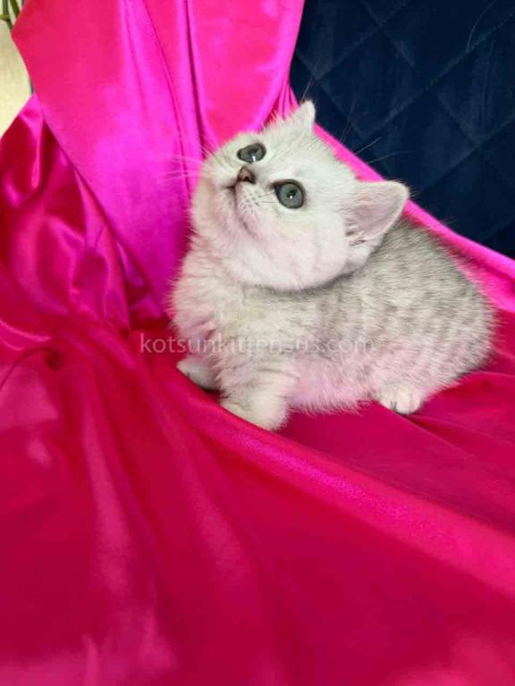 Dream Munchkin Short Legs Silver Shaded Baby Girl photo 19