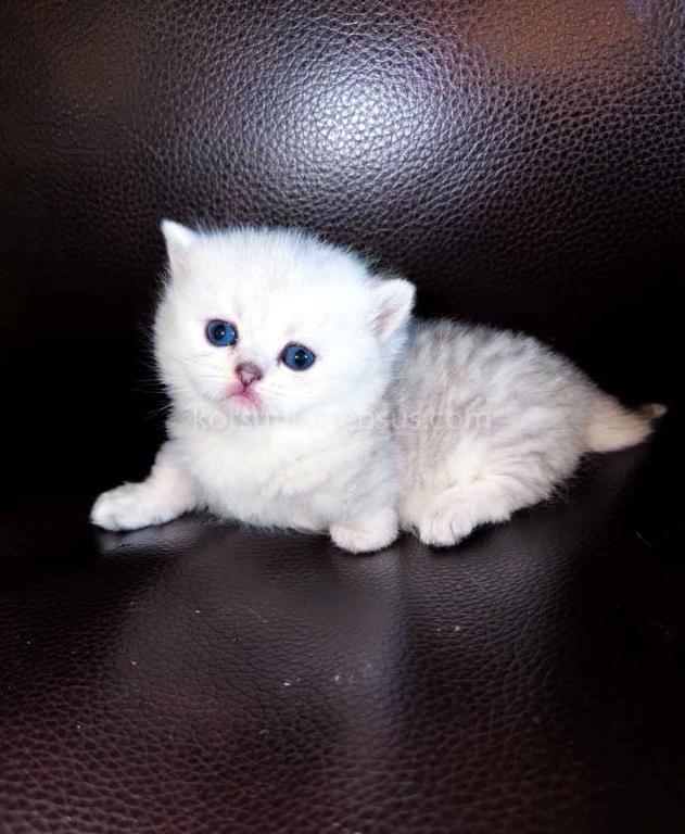 Victorville CA Dream Silver Munchkin Short Legs photo 5