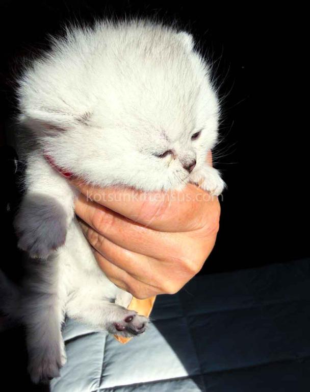 Victorville CA Dream Silver Munchkin Short Legs photo 8