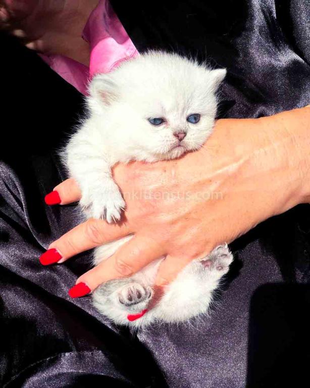 Victorville CA Dream Silver Munchkin Short Legs photo 17