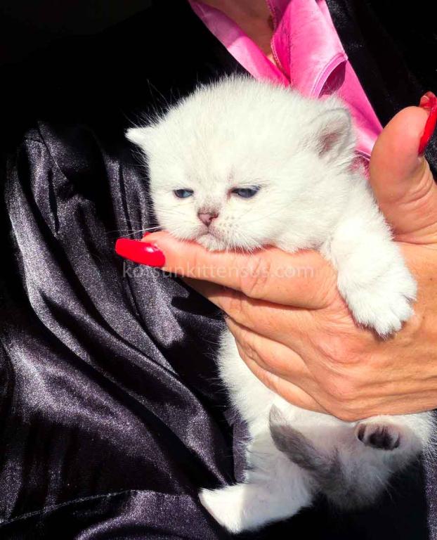 Victorville CA Dream Silver Munchkin Short Legs photo 1