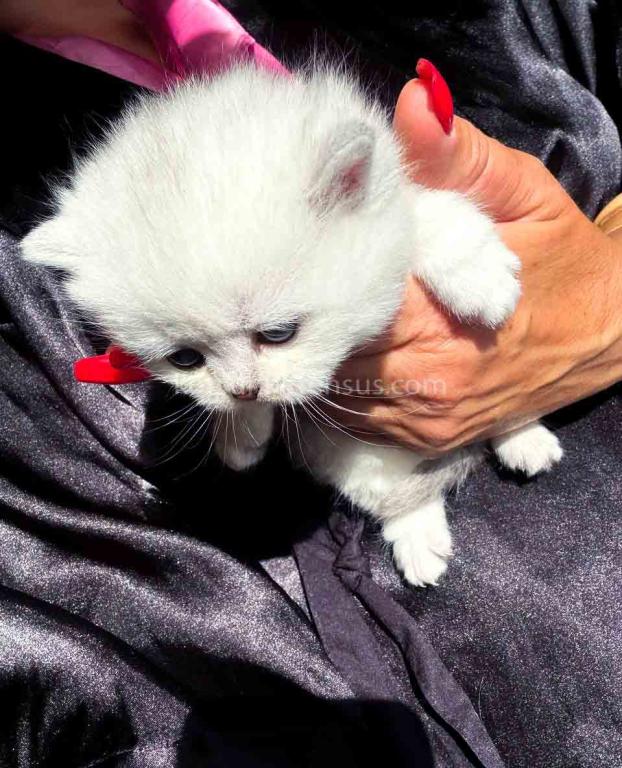 Victorville CA Dream Silver Munchkin Short Legs photo 21