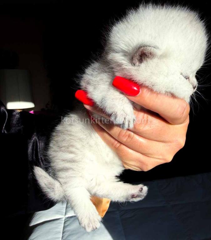 Victorville CA Dream Silver Munchkin Short Legs photo 9