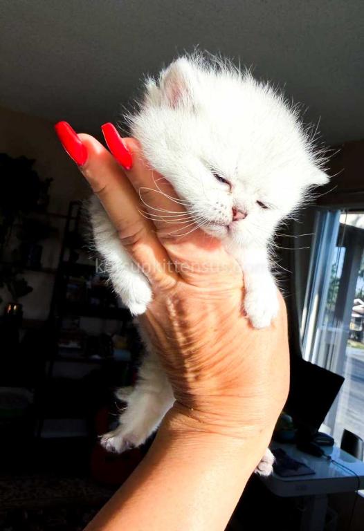 Victorville CA Dream Silver Munchkin Short Legs photo 14