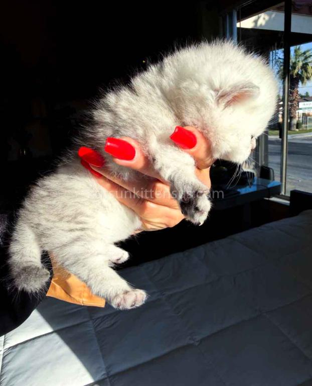 Victorville CA Dream Silver Munchkin Short Legs photo 11