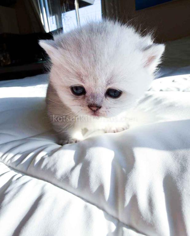 Victorville CA Dream Silver Munchkin Short Legs photo 31