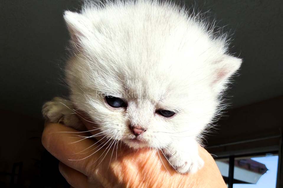 Victorville CA Dream Silver Munchkin Short Legs photo 12