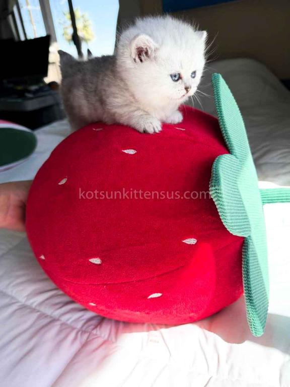 Victorville CA Dream Silver Munchkin Short Legs photo 3