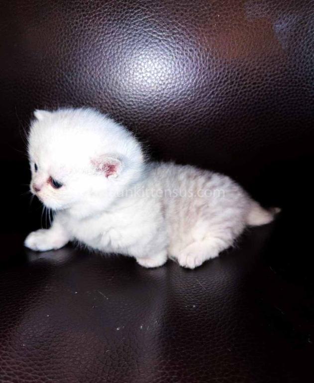 Victorville CA Dream Silver Munchkin Short Legs photo 4