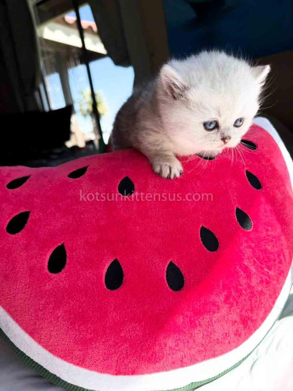 Victorville CA Dream Silver Munchkin Short Legs photo 28