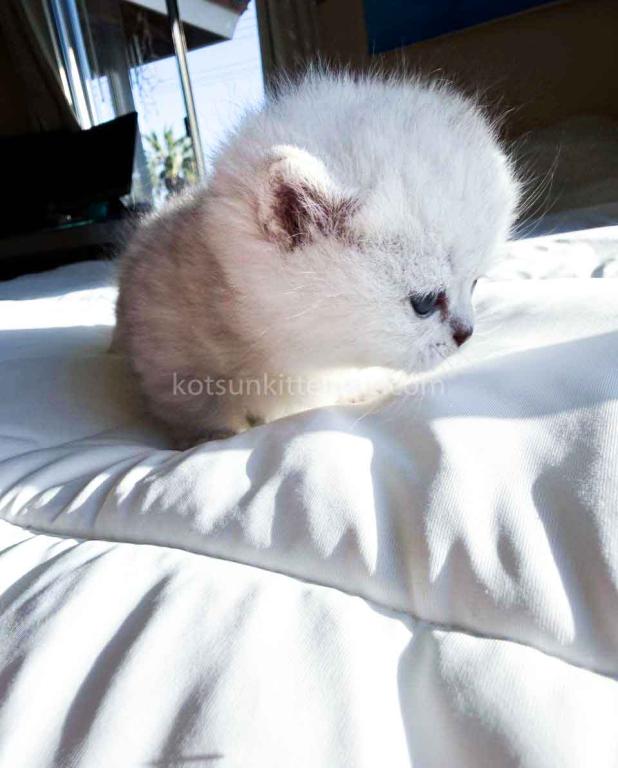 Victorville CA Dream Silver Munchkin Short Legs photo 29