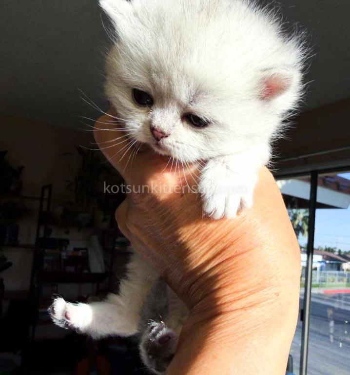 Victorville CA Dream Silver Munchkin Short Legs photo 2
