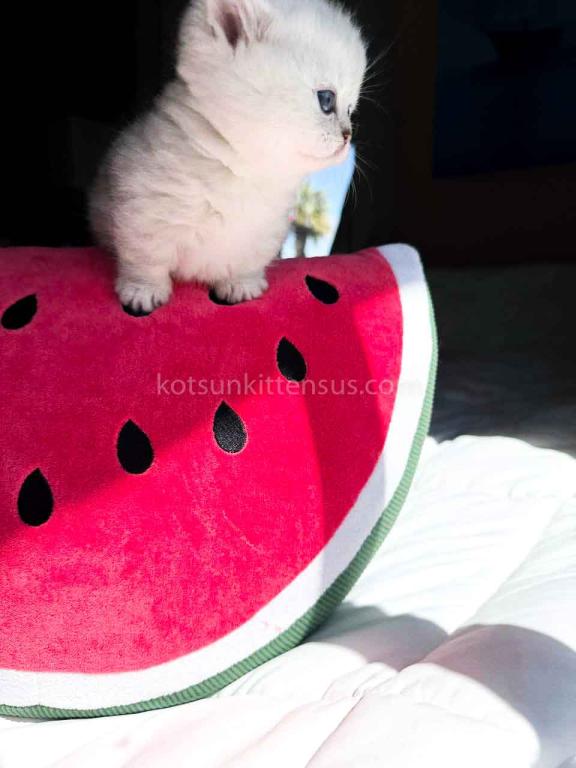 Victorville CA Dream Silver Munchkin Short Legs photo 33
