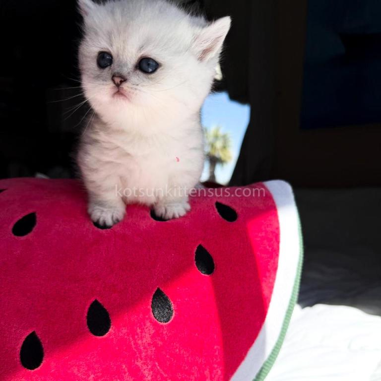 Victorville CA Dream Silver Munchkin Short Legs photo 24