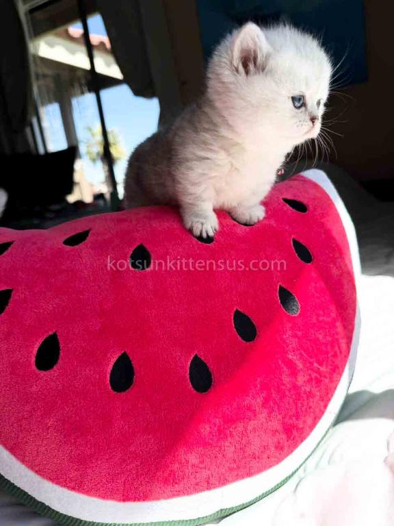 Victorville CA Dream Silver Munchkin Short Legs photo 32