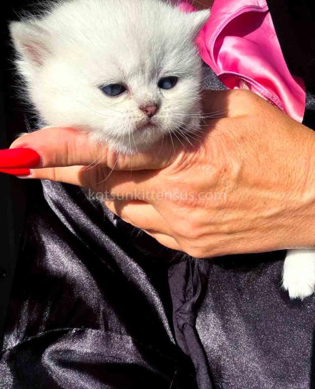 Victorville CA Dream Silver Munchkin Short Legs photo 23