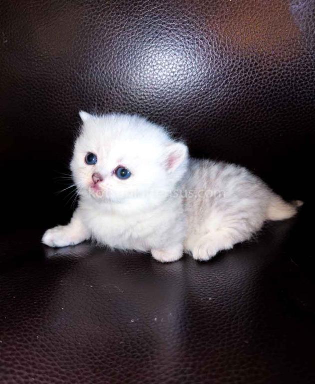 Victorville CA Dream Silver Munchkin Short Legs photo 6