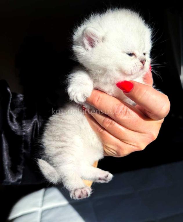 Victorville CA Dream Silver Munchkin Short Legs photo 7