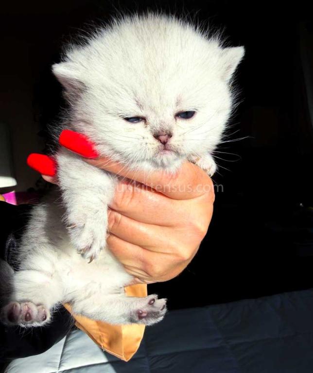 Victorville CA Dream Silver Munchkin Short Legs photo 10