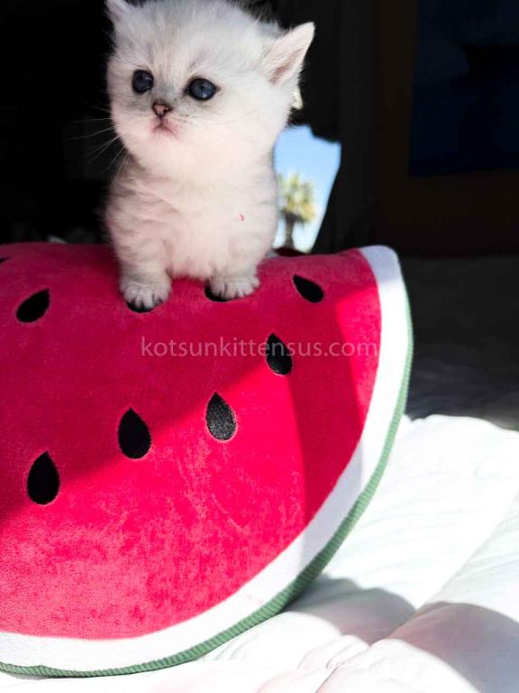 Victorville CA Dream Silver Munchkin Short Legs photo 30