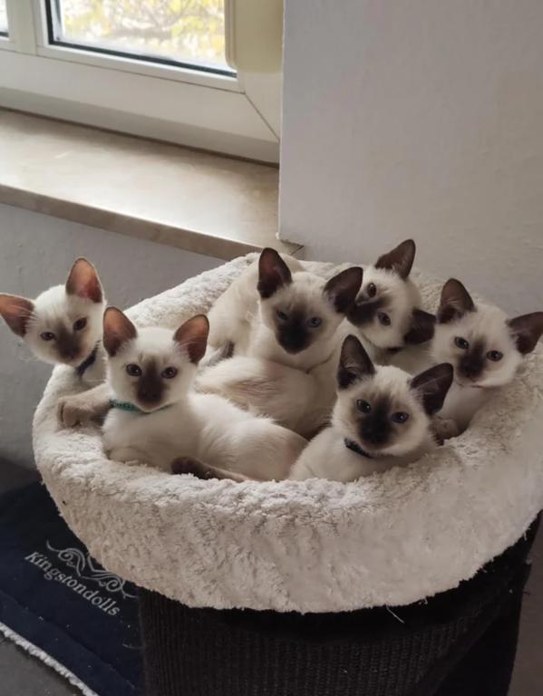 Christmas Babies Lilac Siamese