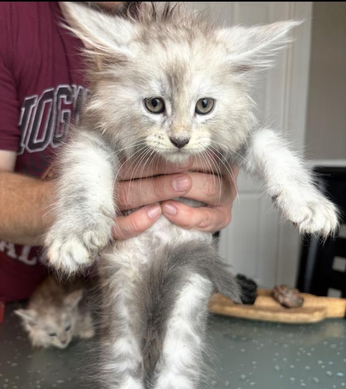 George Meowington