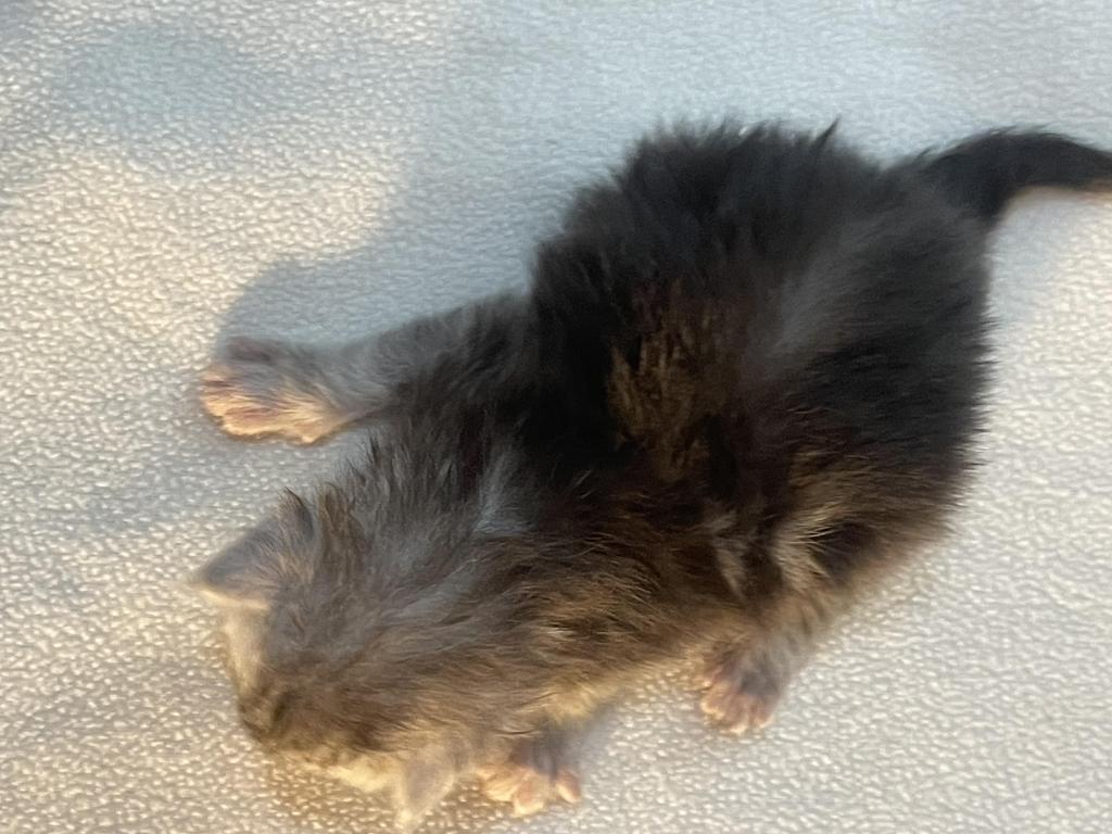 George Meowington photo 2