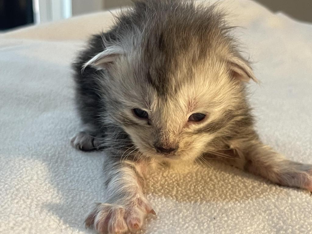 George Meowington photo 1