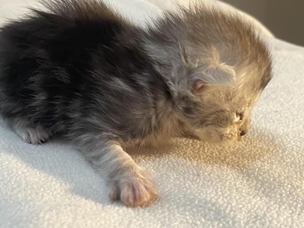 George Meowington photo 3