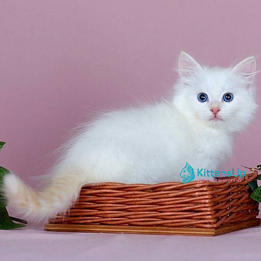 Jamal photo 1