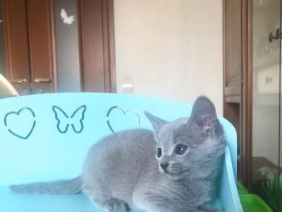 Russian Blue A 222 A photo 2
