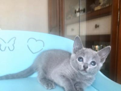Russian Blue A 222 A photo 4