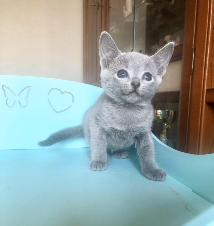 Russian Blue A 222 A photo 3
