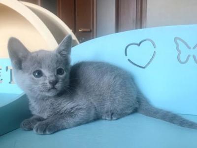 Russian Blue A 222 A photo 1