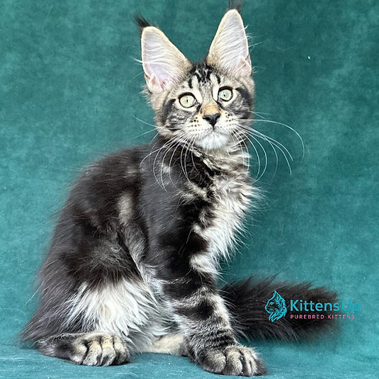 Indy Polydactyl