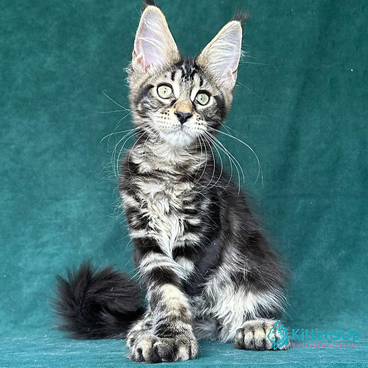 Indy Polydactyl photo 2