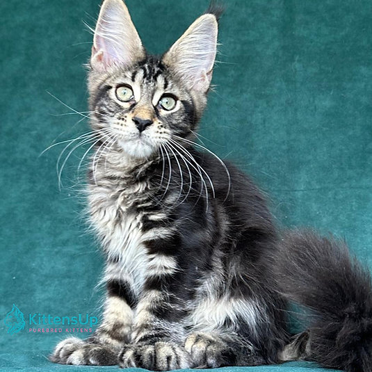 Indy Polydactyl photo 3