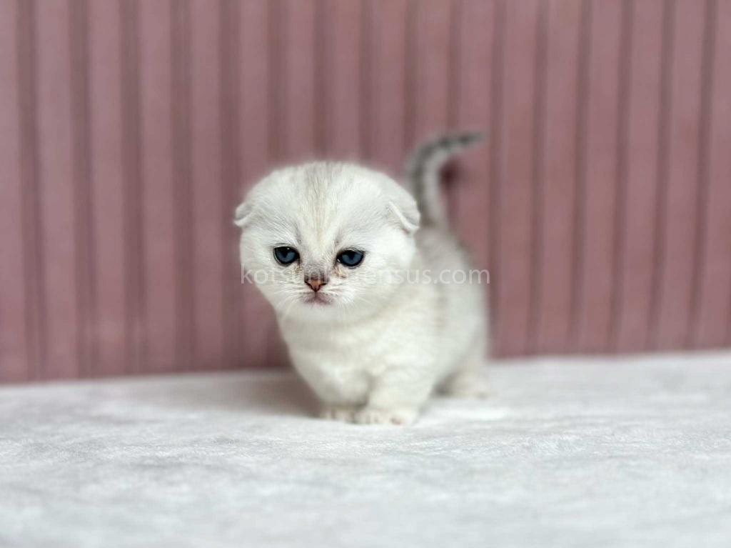 Aurora Silver Shaded Munchkin Scottish Short Legs photo 21