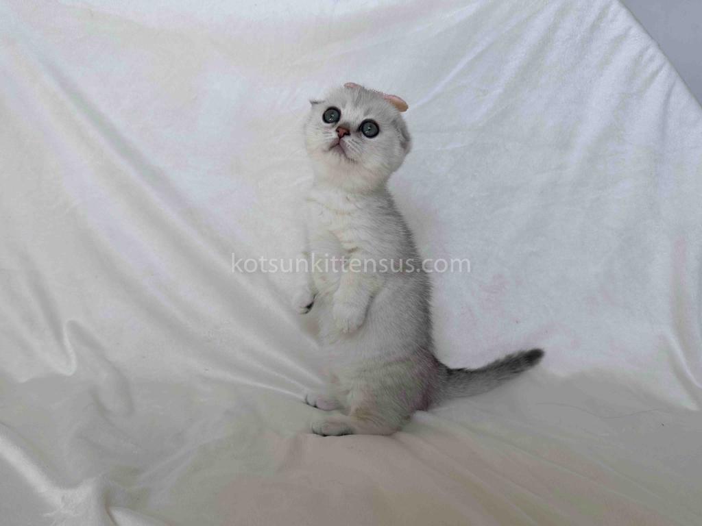 Aurora Silver Shaded Munchkin Scottish Short Legs photo 1