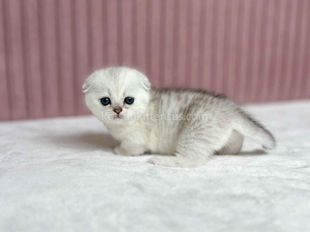 Aurora Silver Shaded Munchkin Scottish Short Legs photo 16