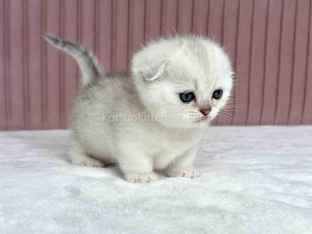Aurora Silver Shaded Munchkin Scottish Short Legs photo 14