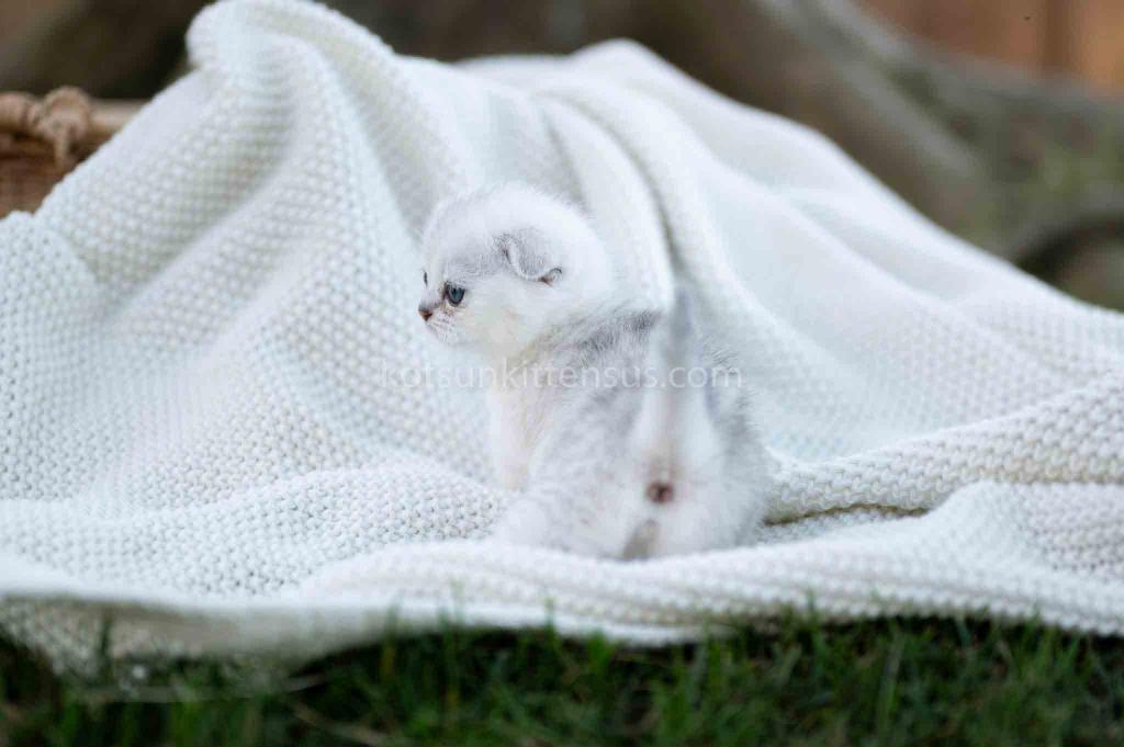 Aurora Silver Shaded Munchkin Scottish Short Legs photo 20
