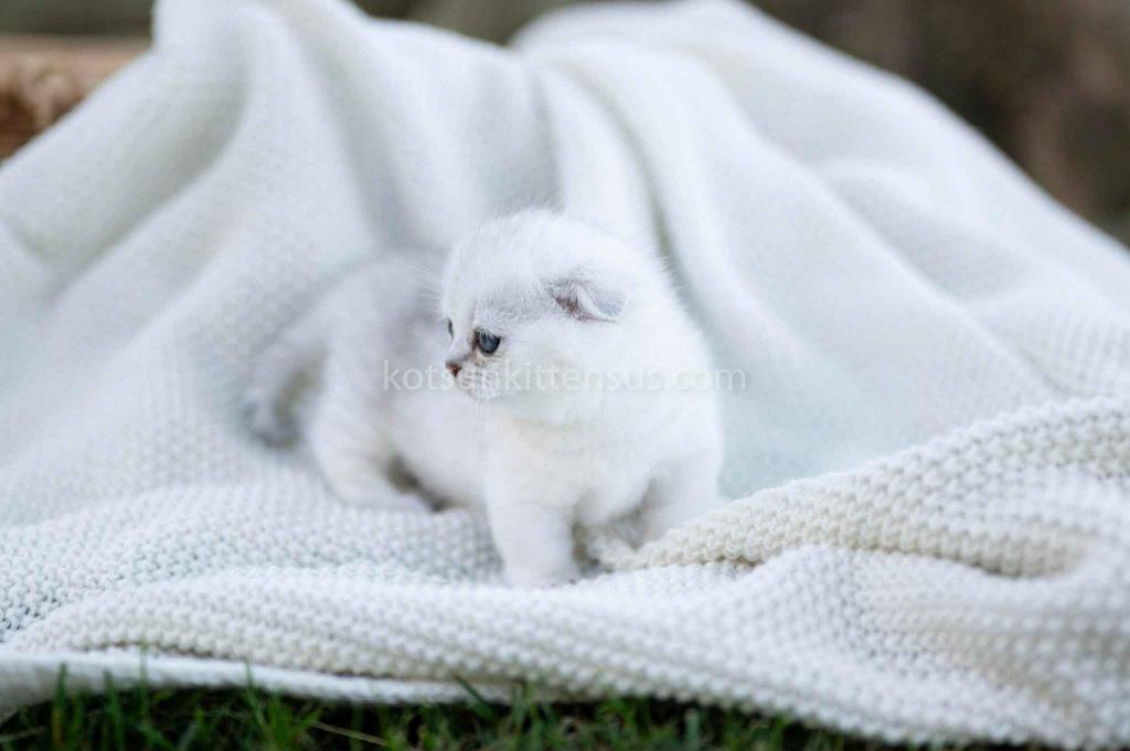 Aurora Silver Shaded Munchkin Scottish Short Legs photo 23