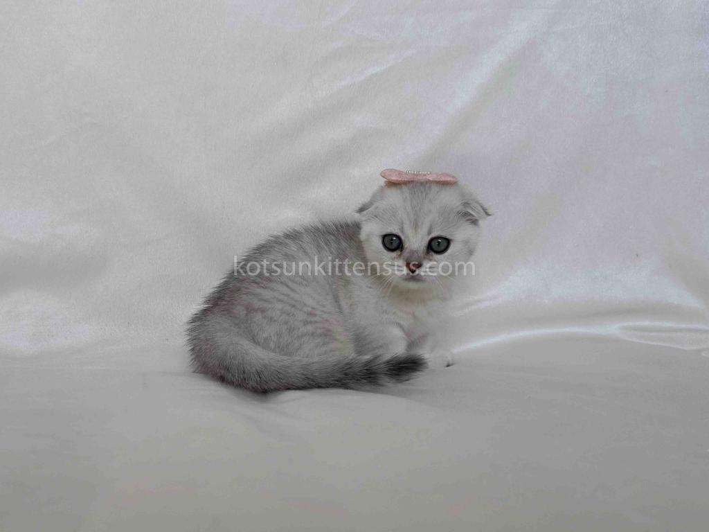 Aurora Silver Shaded Munchkin Scottish Short Legs photo 10
