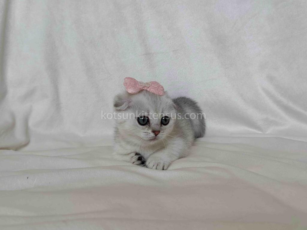 Aurora Silver Shaded Munchkin Scottish Short Legs photo 13