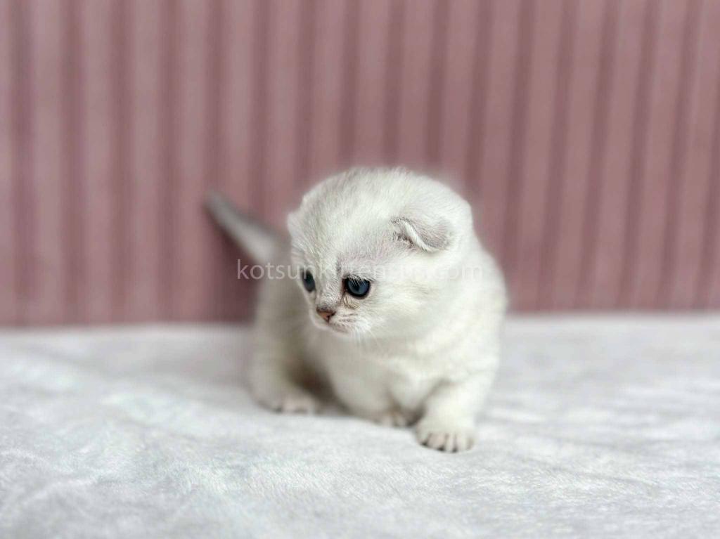 Aurora Silver Shaded Munchkin Scottish Short Legs photo 17