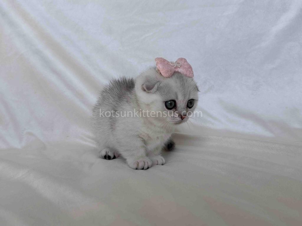 Aurora Silver Shaded Munchkin Scottish Short Legs photo 12