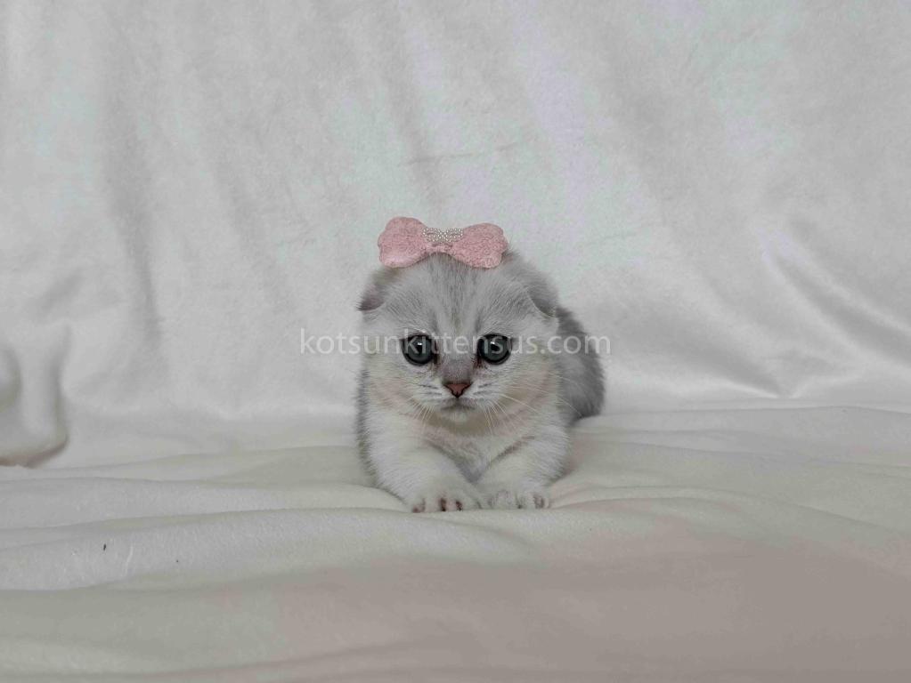 Aurora Silver Shaded Munchkin Scottish Short Legs photo 8