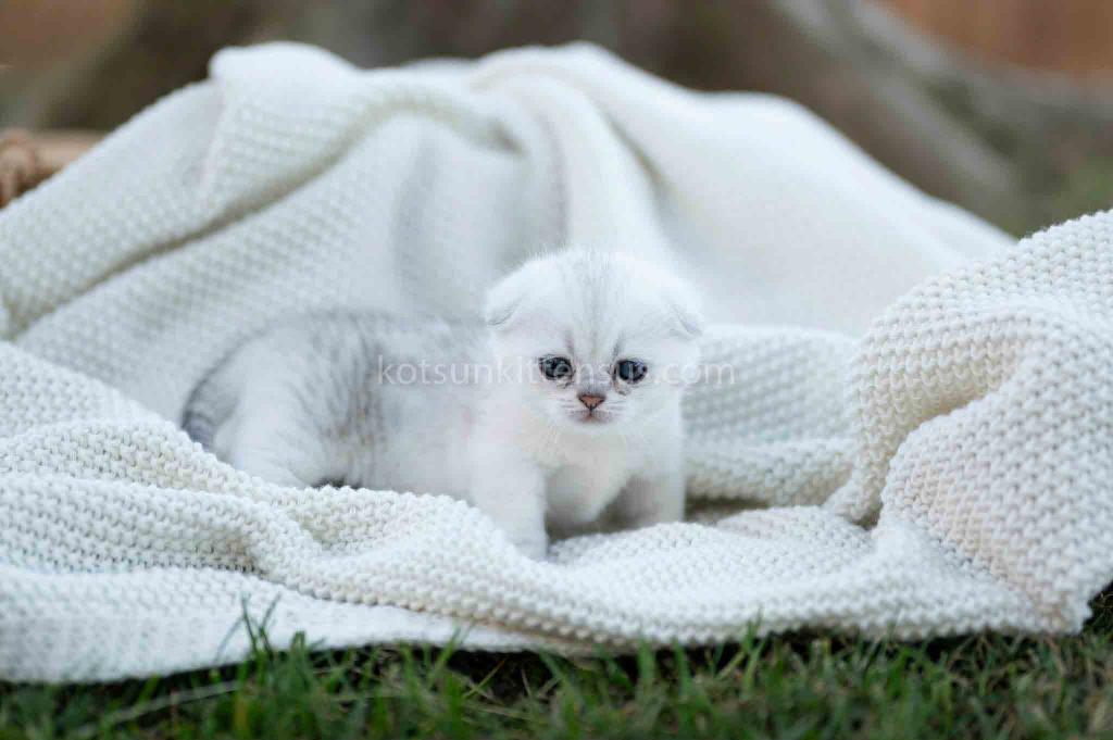 Aurora Silver Shaded Munchkin Scottish Short Legs photo 15